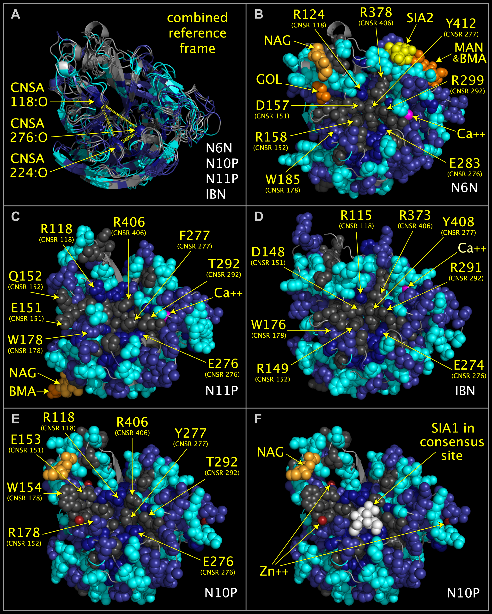 Consensus active site components of N6N, N10P, N11P, and IBN.