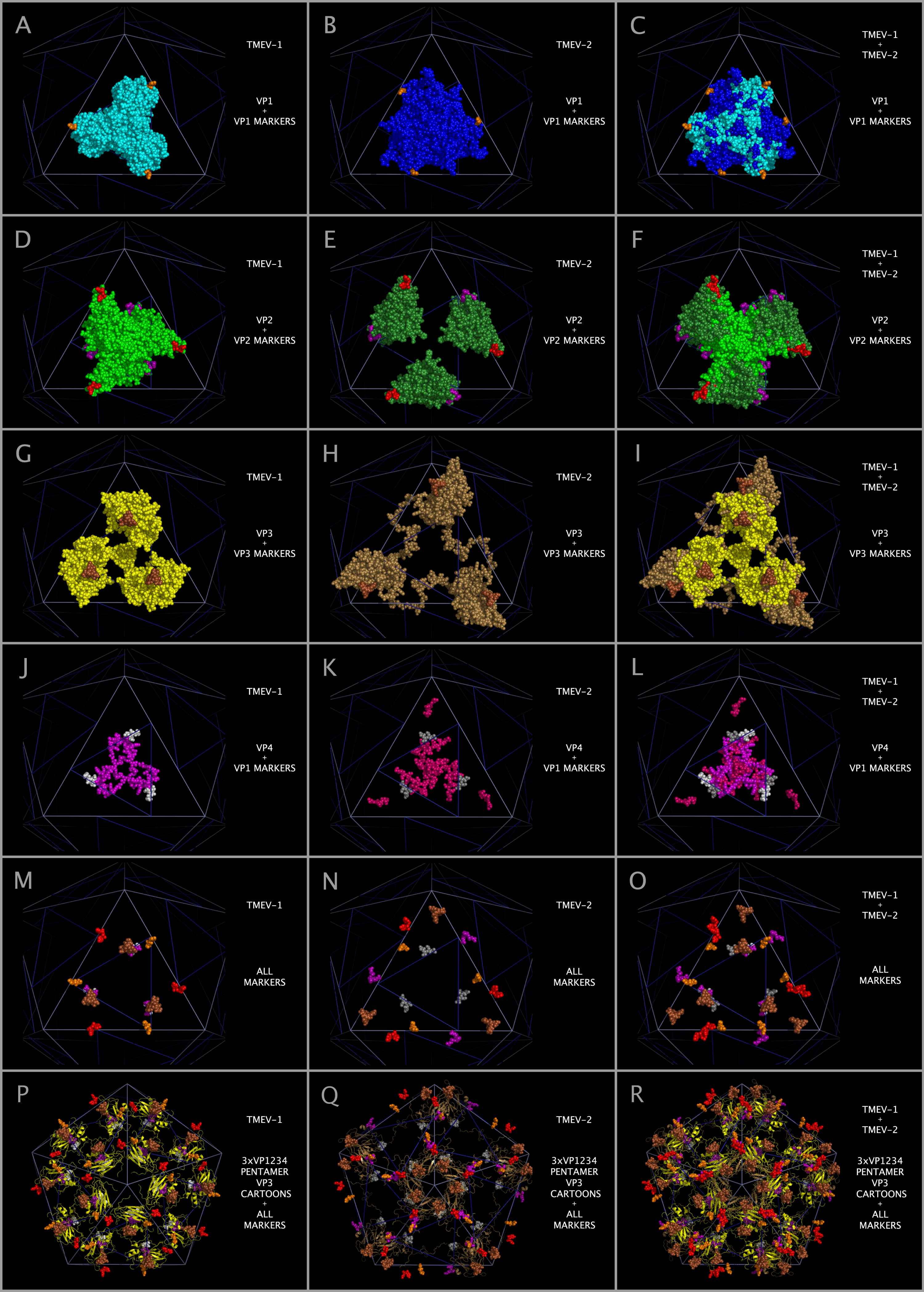 Differences in the spatial position of markers in constructed TMEV capsid tiling pieces and capsids