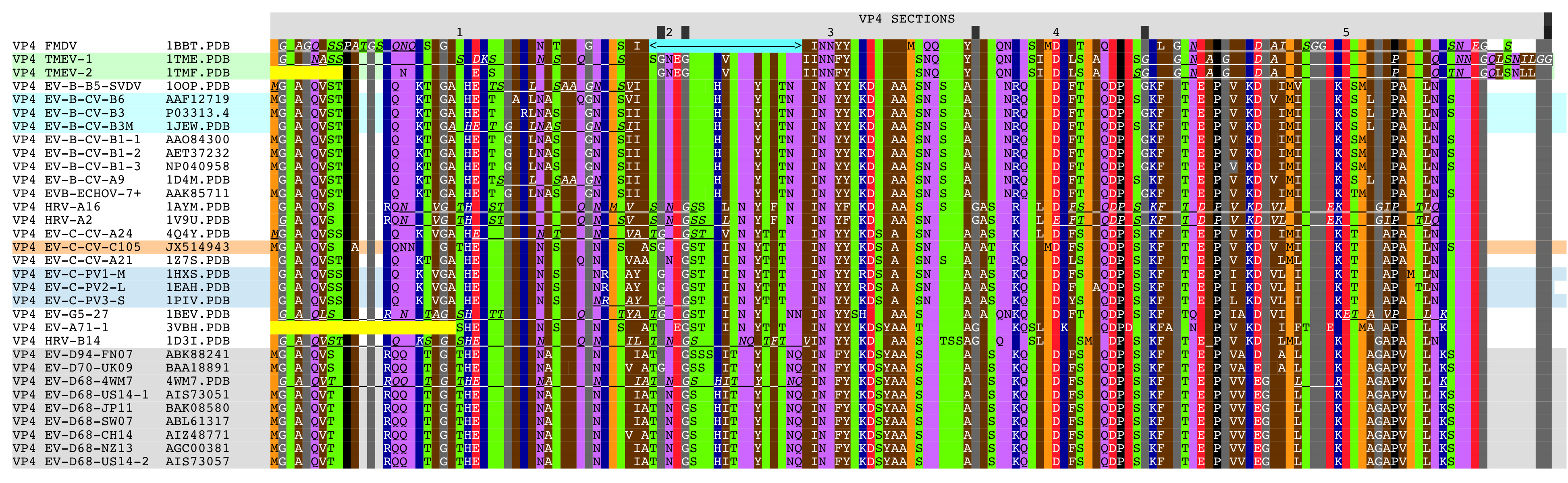 Aligned VP4 sequences.