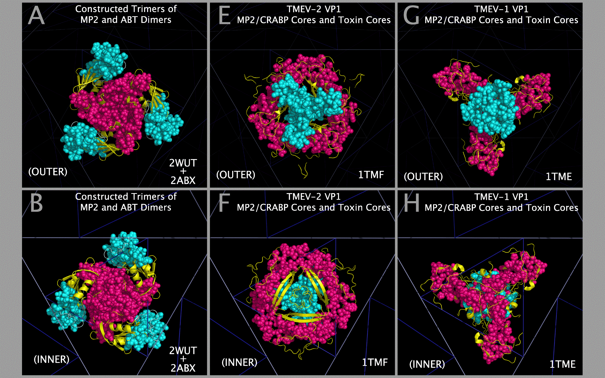 Myelin Core and Toxin Core Compatibility in Picornaviruses