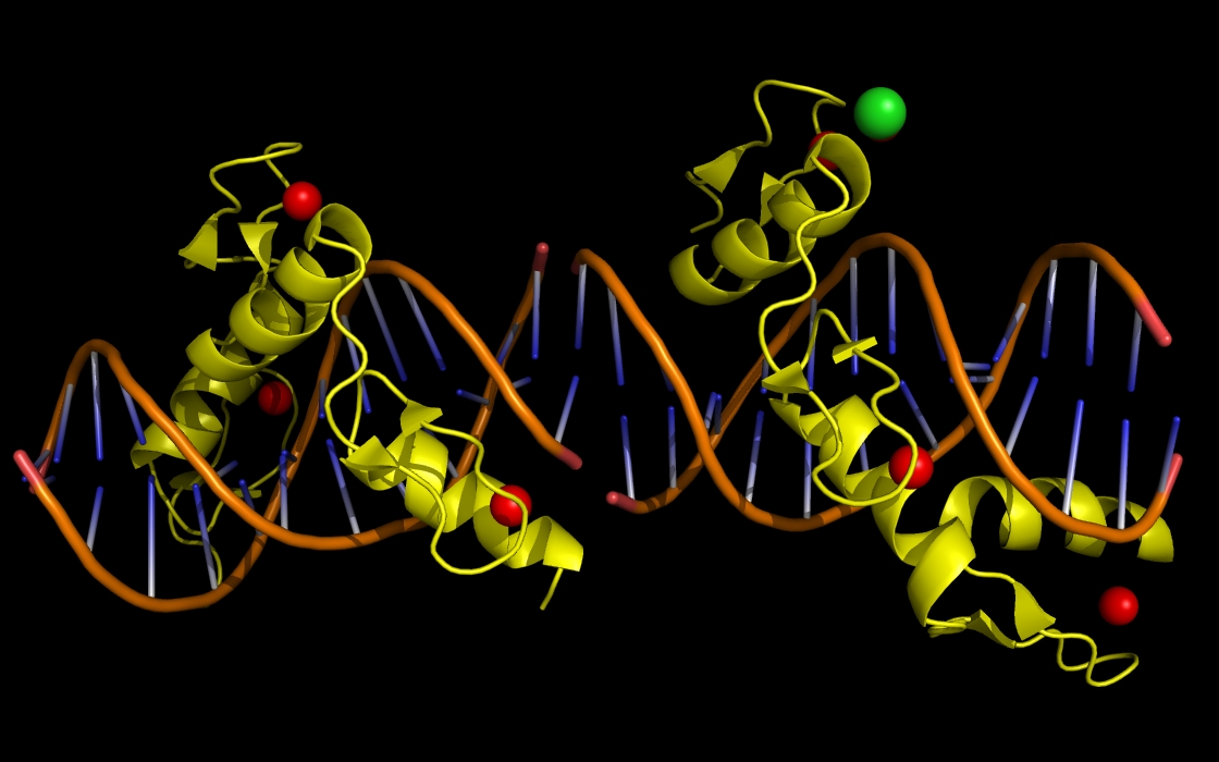 zinc finger (ZNF) bound to DNA, Zn, Cl