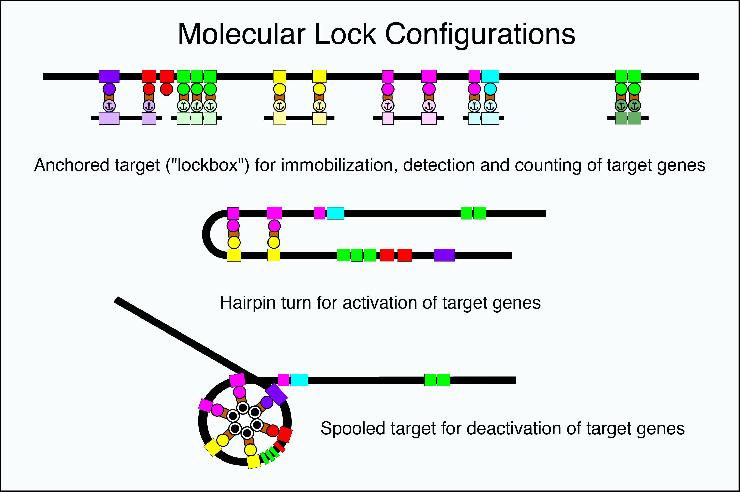 oligomerization domains specify Molecular Lock geometry and activity
