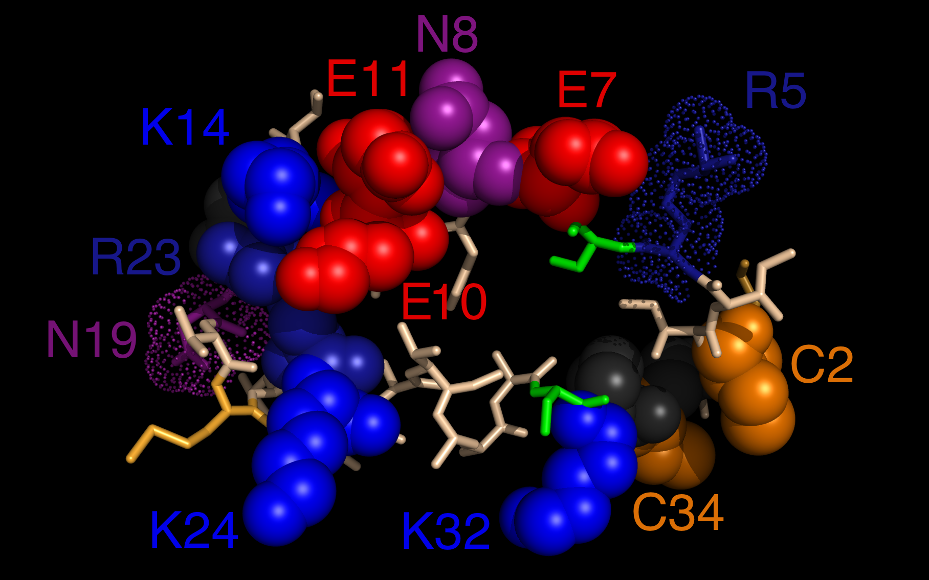 cyclized peptides derived from CRABP