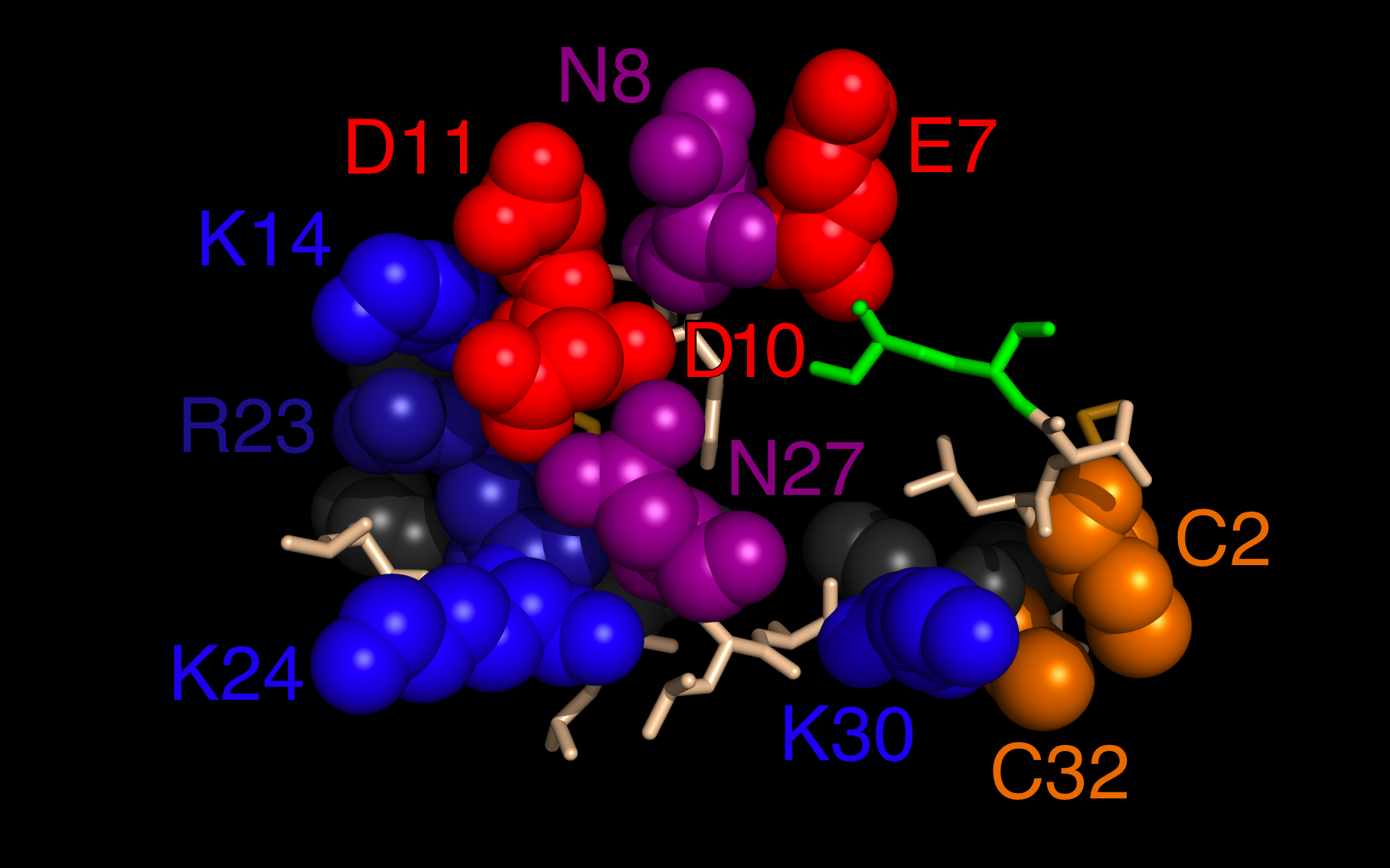 Cyclized Peptide derived from Myelin P2