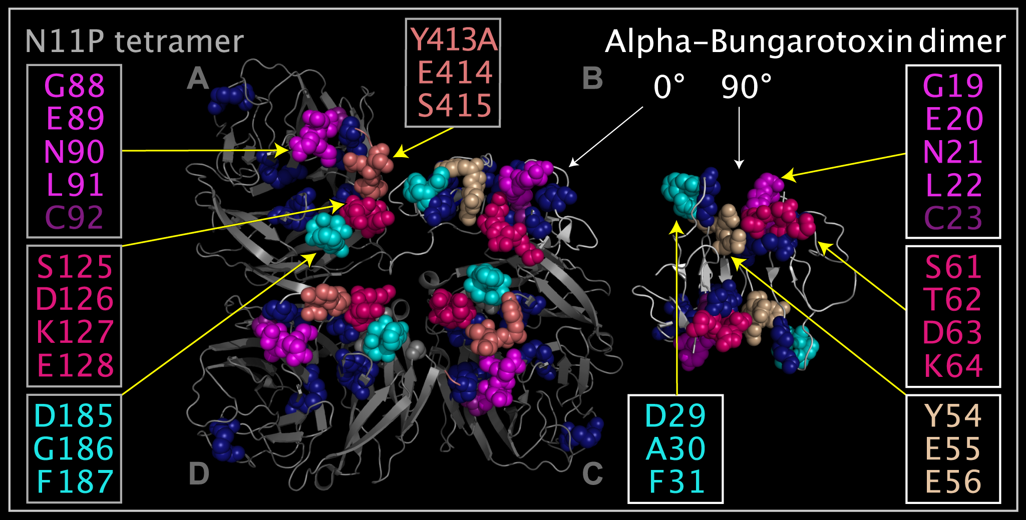 Corresponding residues in ABT dimer and N11P Downside VLR.