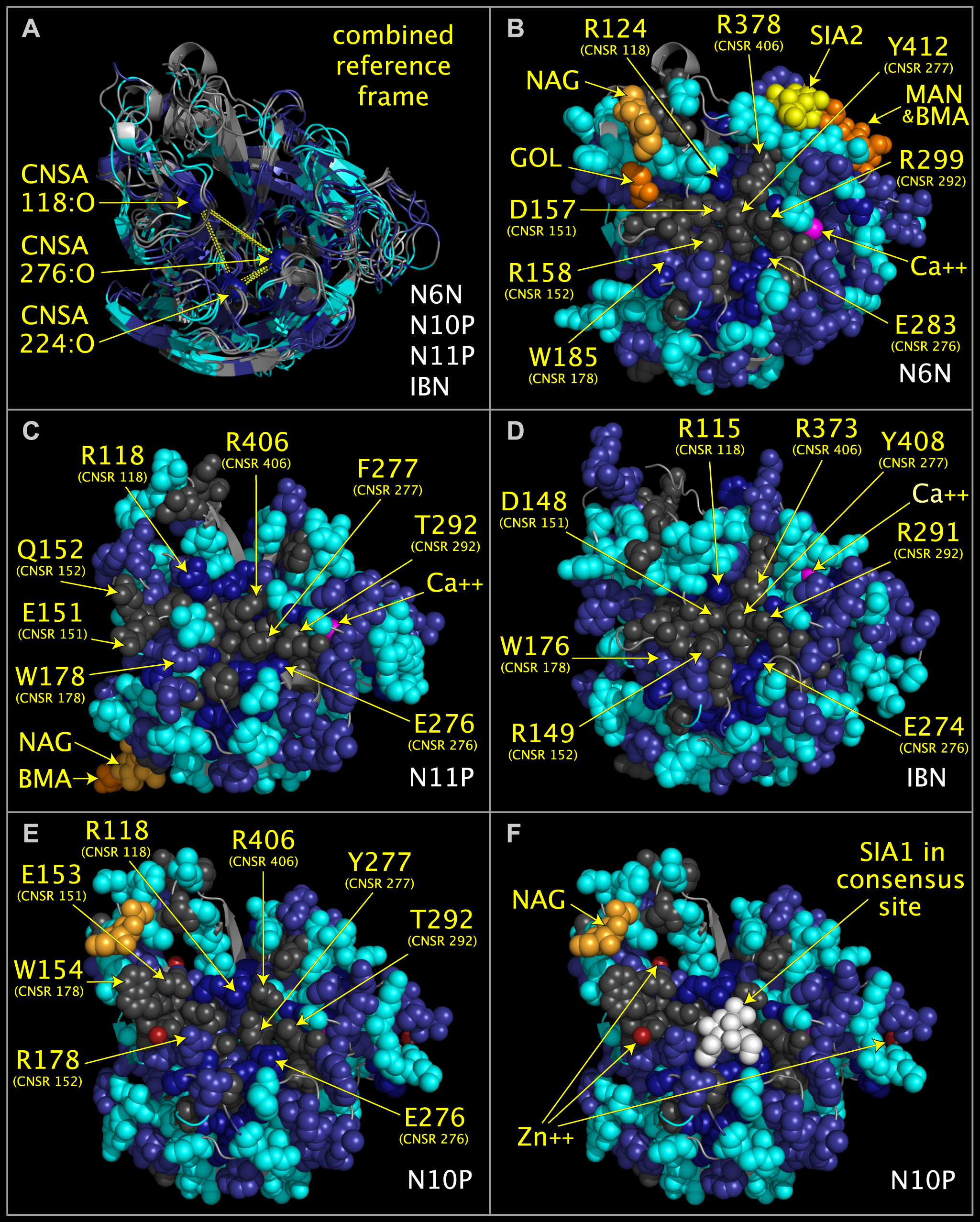 superposed N6N, N10P, N11P, and IBN sialidases