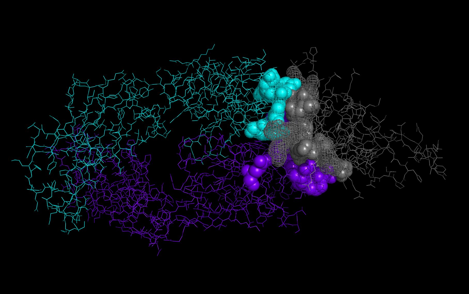 Ag-Ab interface: basiliximab/IL-2