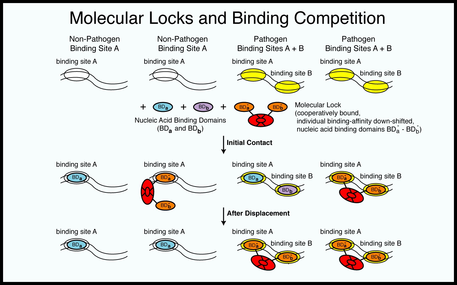 cooperative binding of multiple binding components creates selectivity