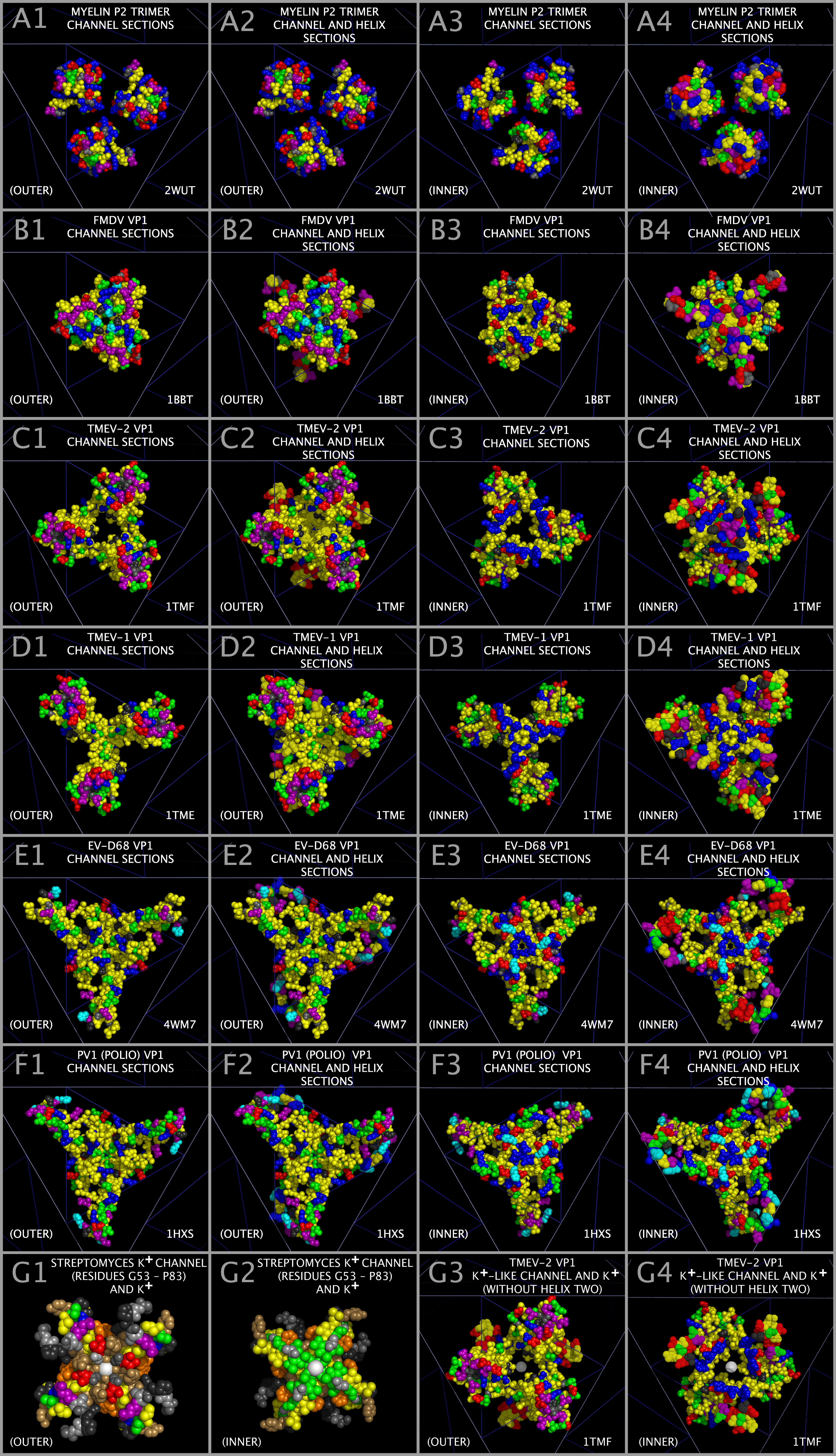 Ion channel-like structure in the center of myelin P2 trimers and VP1 trimers