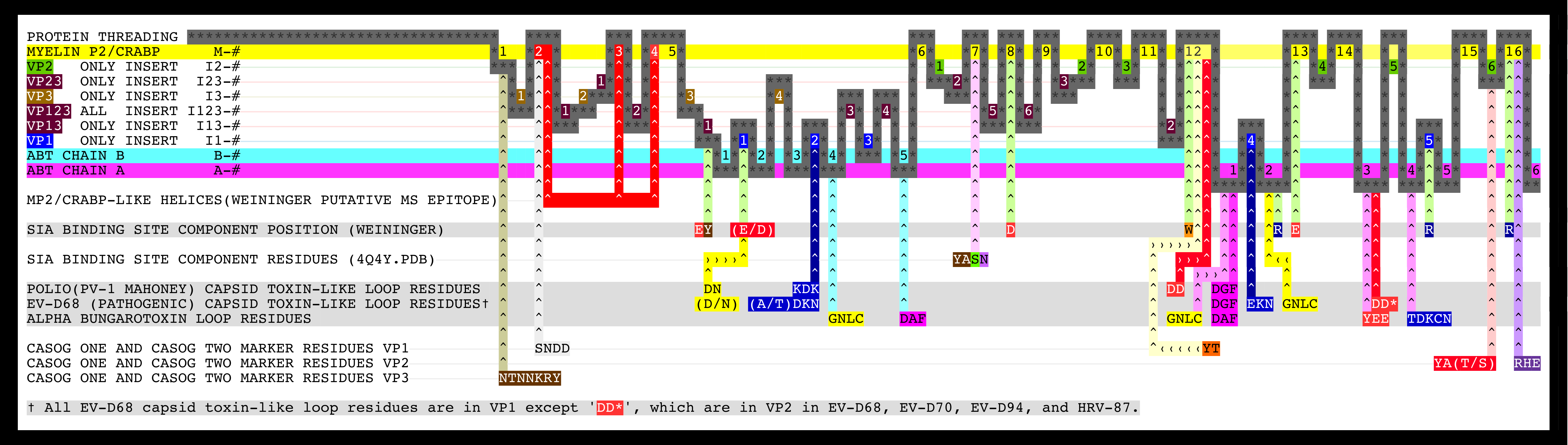 Summary graphic of the aligned sequences of myelin P2, CRABP, alpha-bungarotoxin, and picornavirus VP1, VP2, and VP3 proteins.