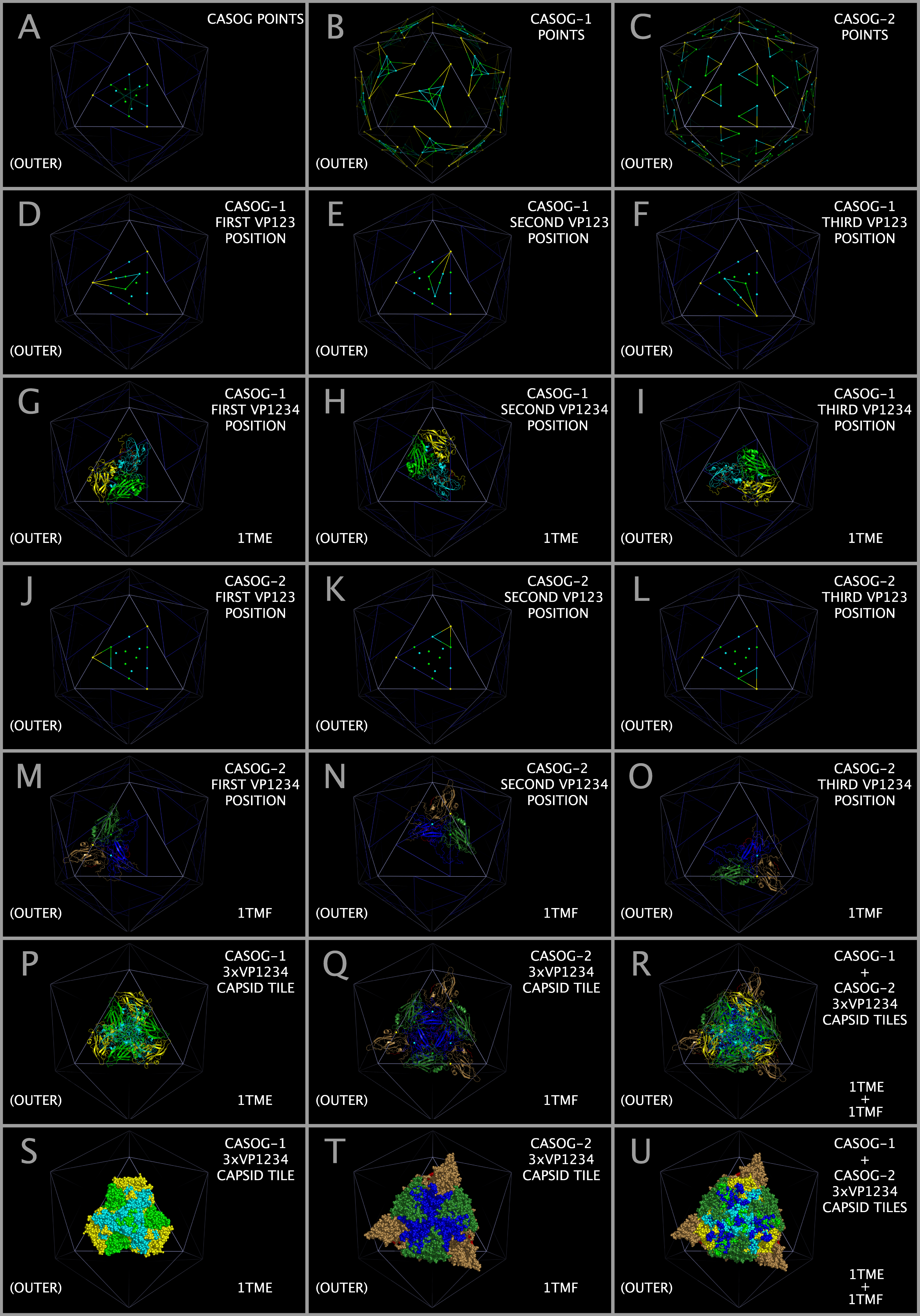 CASOG-1 and CASOG-2 capsid construction.