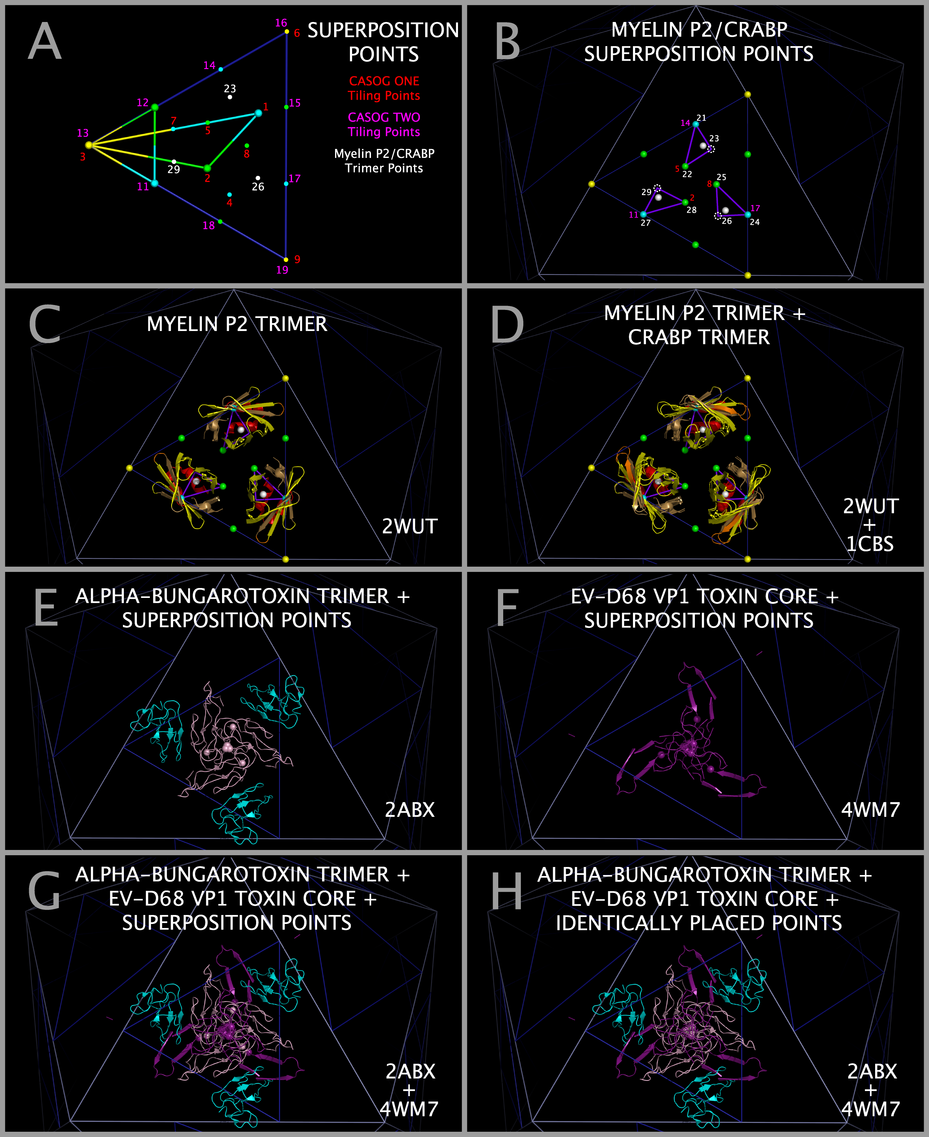 Construction of myelin P2 trimers, CRABP trimers, and Alpha-bungarotoxin Trimers