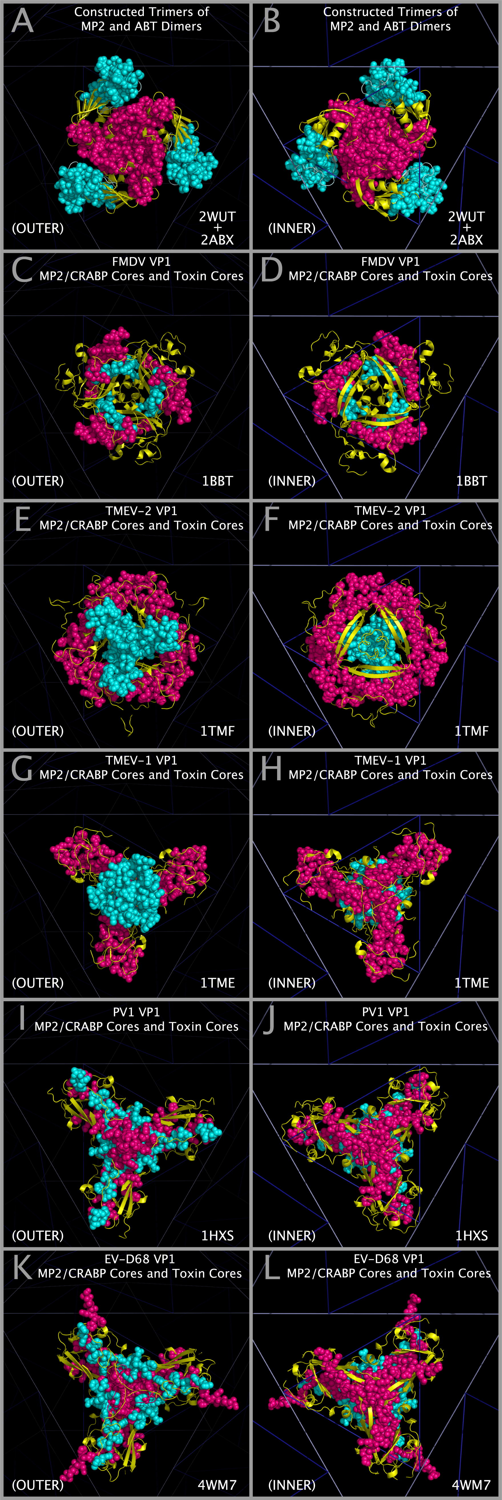 Myelin P2, CRABP, and Picornavirus Myelin P2/CRABP Cores.