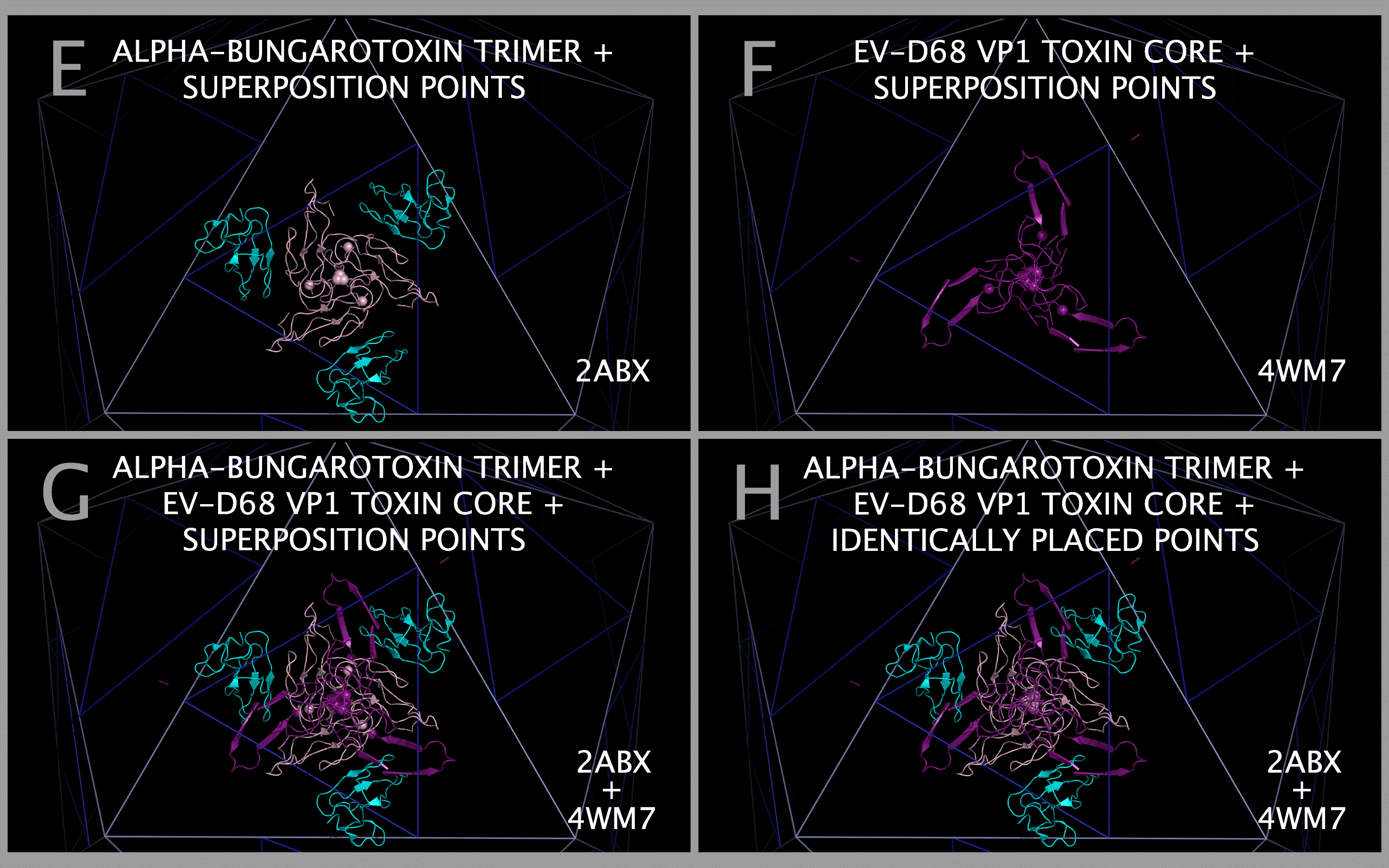 Alpha-bungarotoxin Trimer Construction