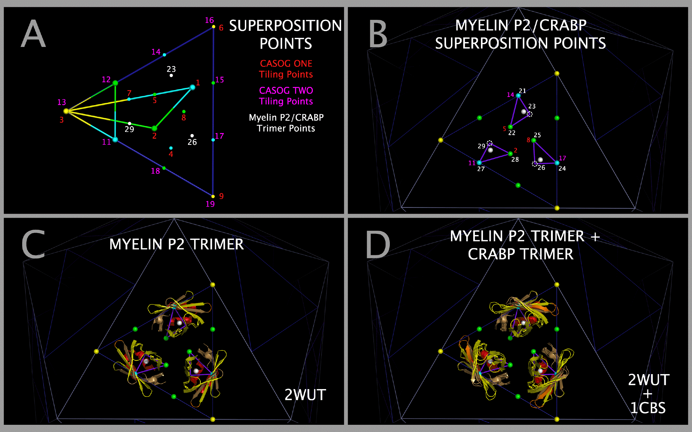 Myelin P2 Trimer and CRABP Trimer Construction