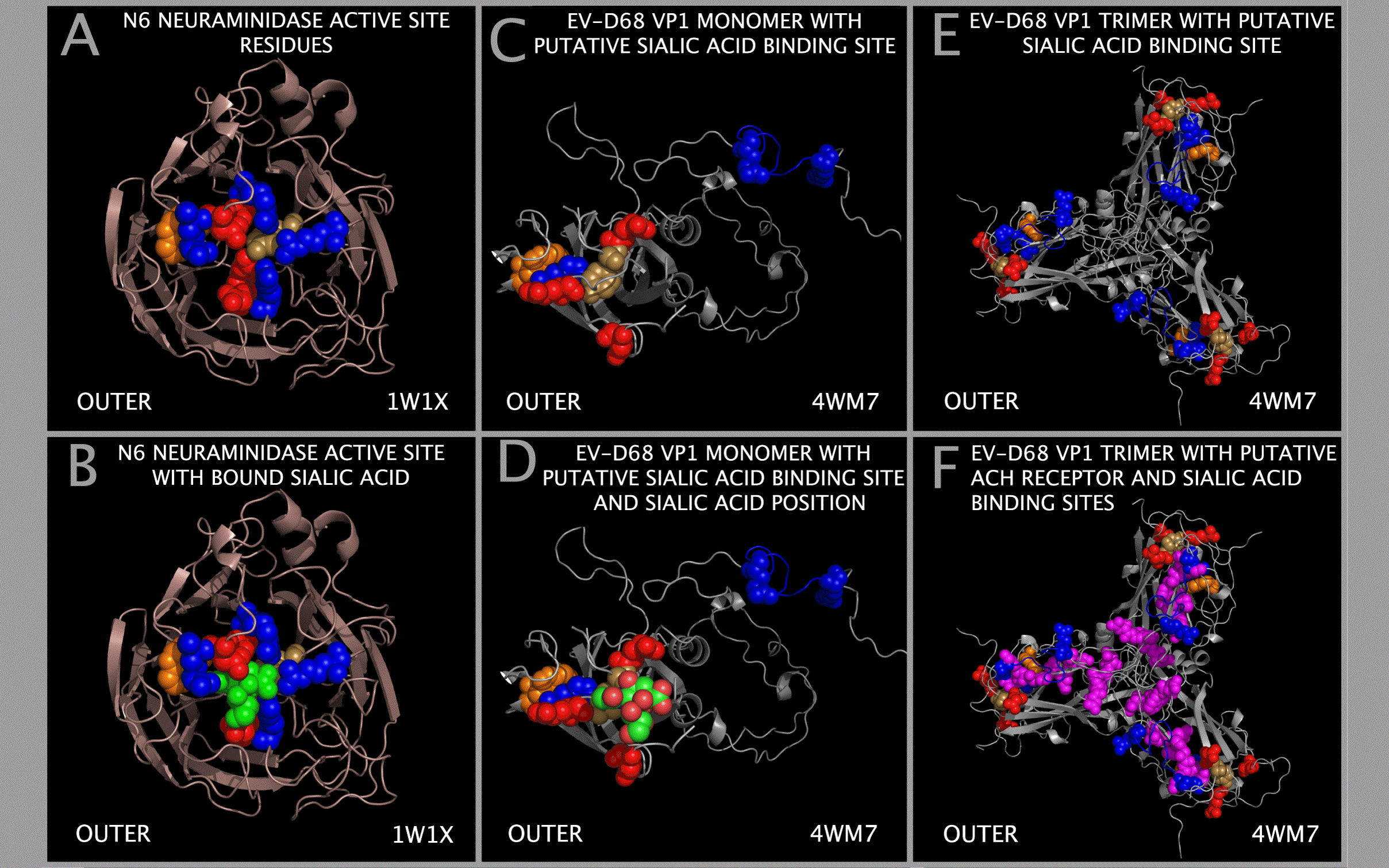 Sialic Acid Binding Domain in EV-D68
