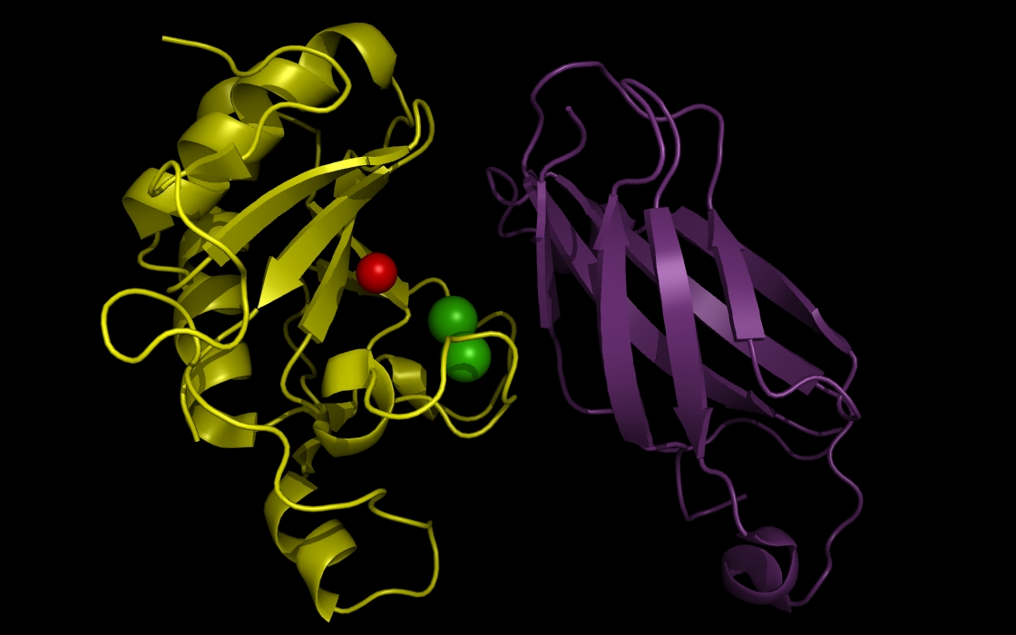 sonic hedgehog/glycoprotein (SHH/FIII)
