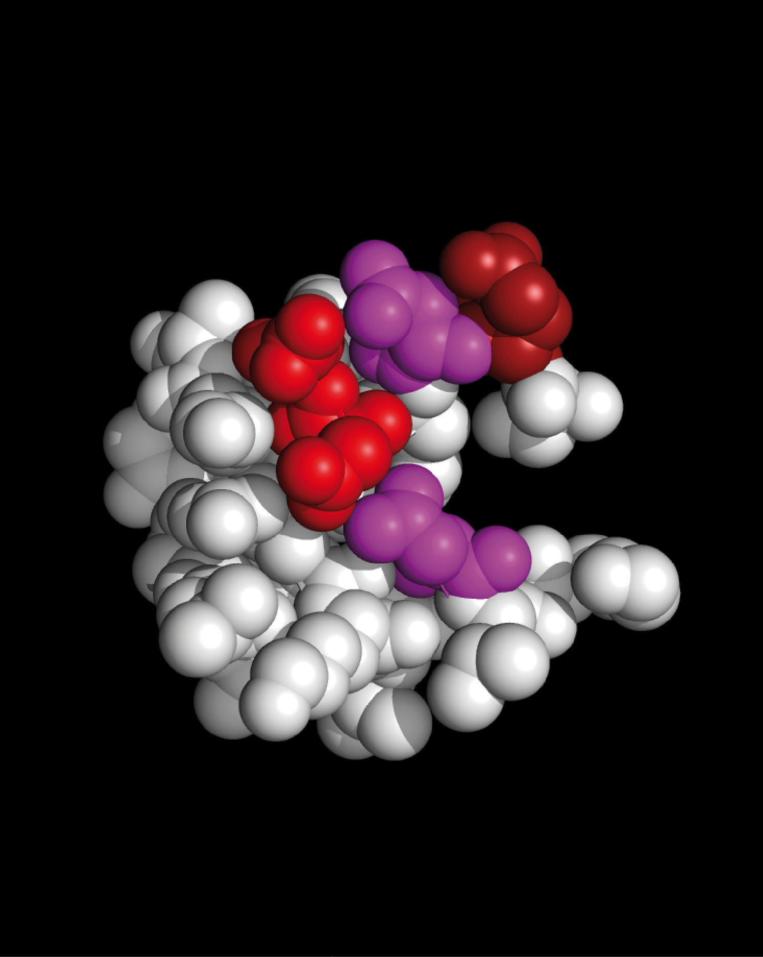 MYELIN P2 crystal structure