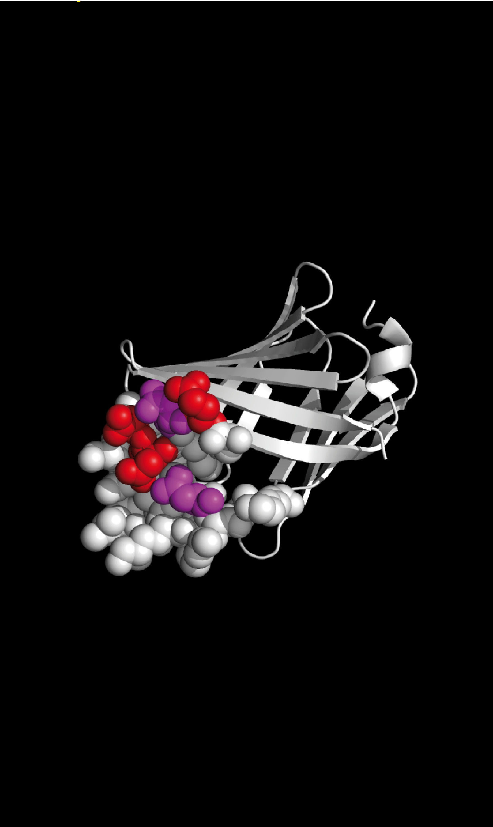 MYELIN P2 crystal structure from 2WUT